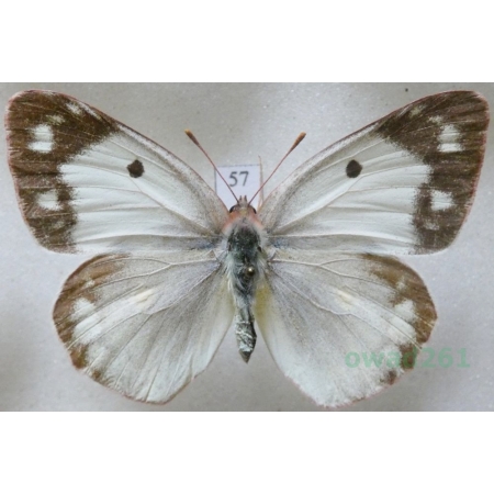 Colias erate (Esper, 1805) female Szlaczkoń erate Czech57